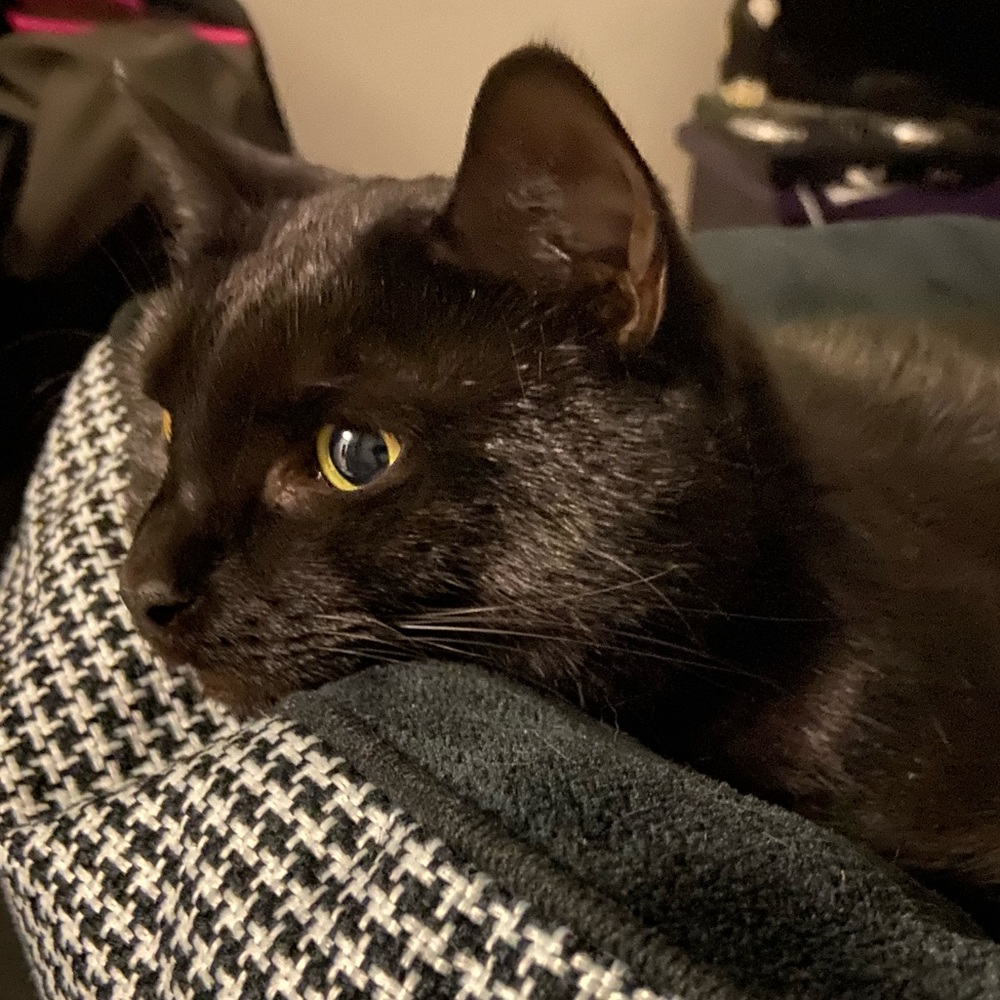 Meet your Posher, Kitty